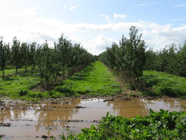 Orchard near Staplow Summer 2008's predominant weather is obvious.