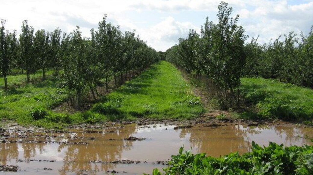 Orchard near Staplow Summer 2008's predominant weather is obvious.