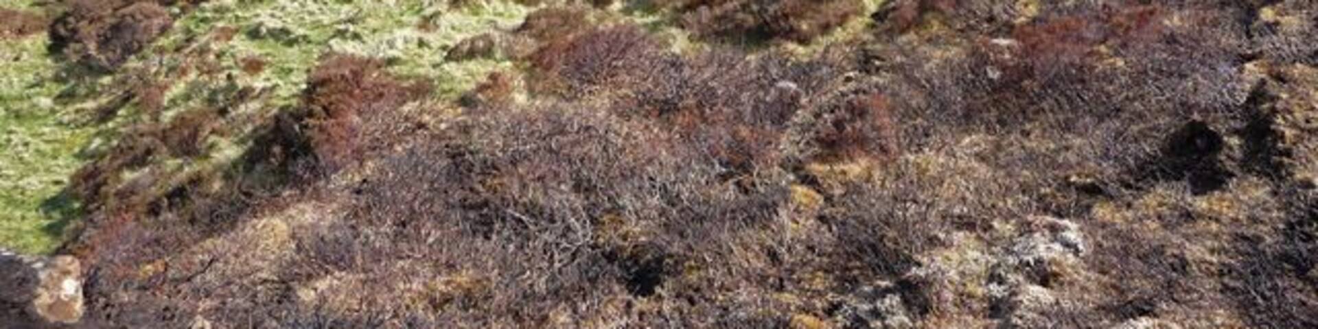 Lazy beds on Gob na Hoe A small and isolated patch of former cultivation, perched precariously above the cliffs on the west side of Loch Dunvegan.