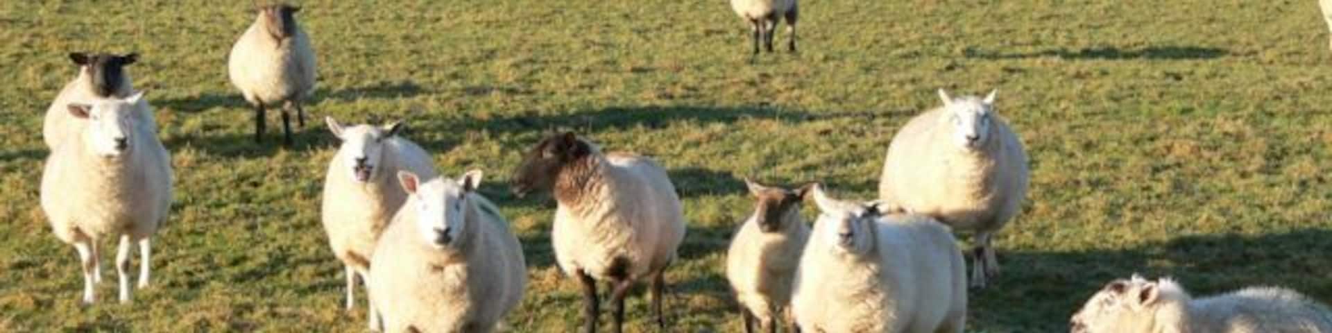 Hermon Windmill. Looking West towards Hermon Windmill, now disused. The sheep appeared very interested by the presence of a camera.