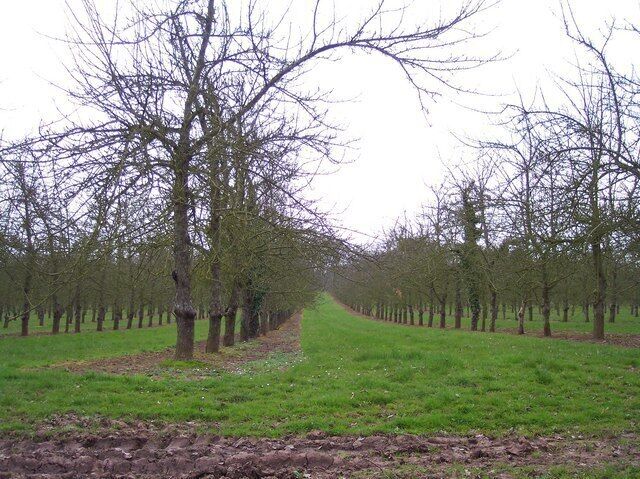 Orchard near Upper Holbach A passing resident of the area told me that deer can sometimes be seen here emerging from Venn Wood above the orchard.