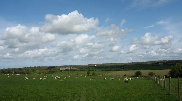 Sheep's Pasture at Llanllibio Groes The two farmhouses in the middle ground are, on the left, Llywenan and, on the right, Tre Rhys.