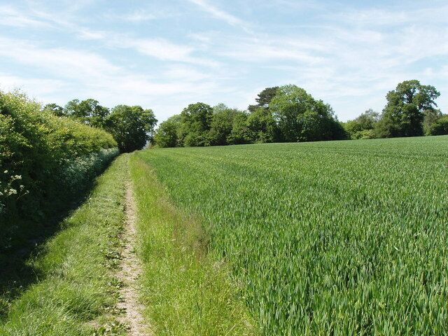 Oxfordshire/Buckinghamshire boundary near Boarstall. The hedge on the left of a bridleway and wheat field is the county boundary, Oxfordshire and Boarstall on the left, Buckinghamshire and Piddington on the right.
