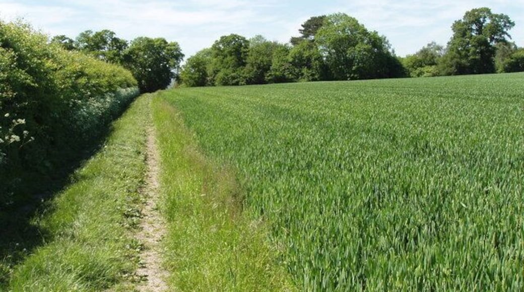 Oxfordshire/Buckinghamshire boundary near Boarstall. The hedge on the left of a bridleway and wheat field is the county boundary, Oxfordshire and Boarstall on the left, Buckinghamshire and Piddington on the right.