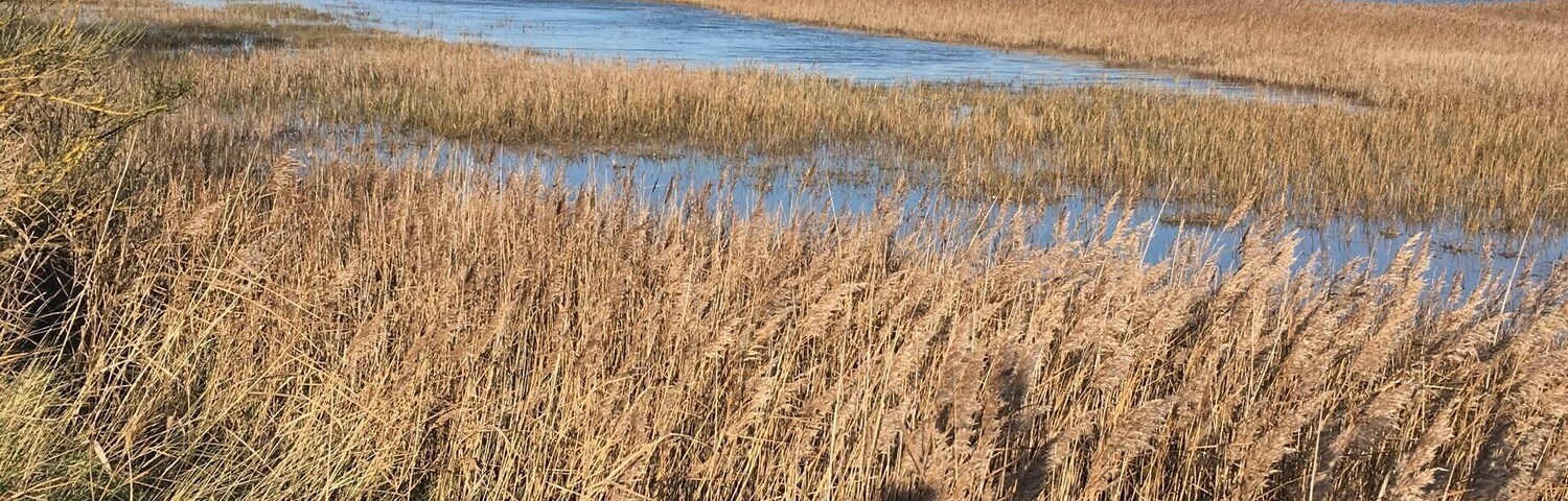 Blythburgh nature reserve