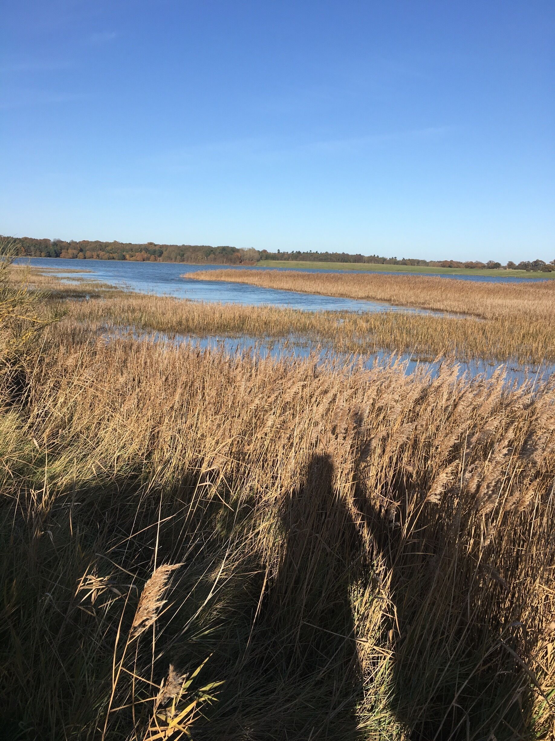 A wetland with tall grasses and a clear blue sky.