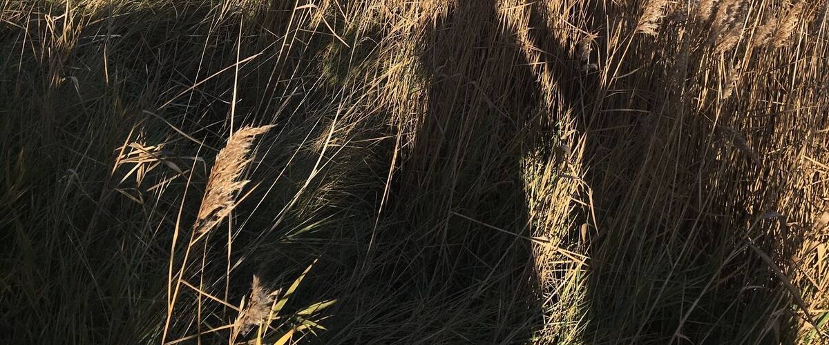 A wetland with tall grasses and a clear blue sky.