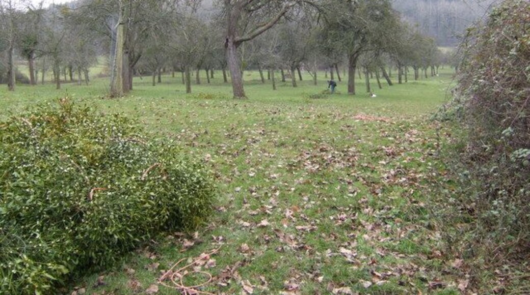 Mistletoe harvest An old cider orchard at Woodbury Farm yields a sustainable cash-crop at this time of year.