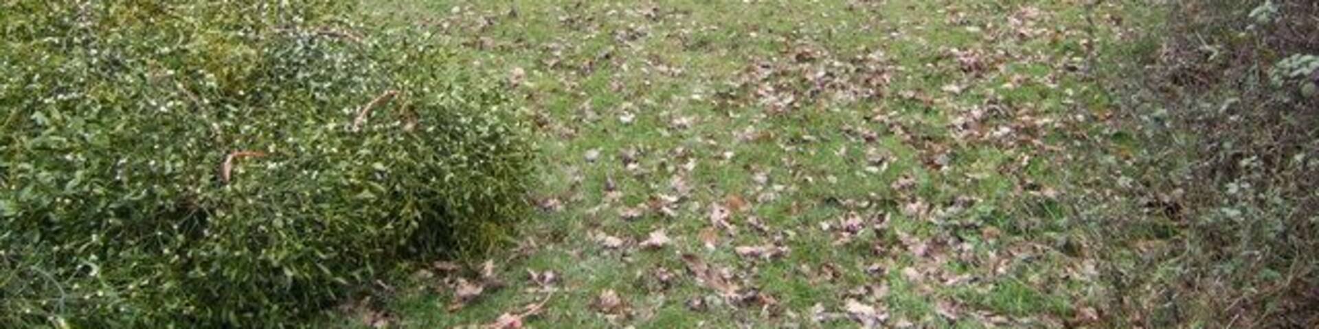 Mistletoe harvest An old cider orchard at Woodbury Farm yields a sustainable cash-crop at this time of year.