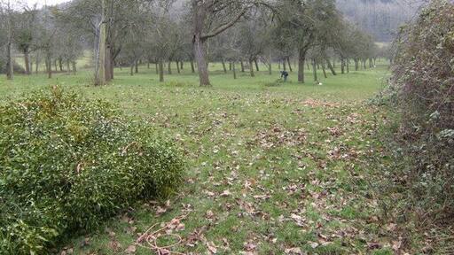 Mistletoe harvest An old cider orchard at Woodbury Farm yields a sustainable cash-crop at this time of year.