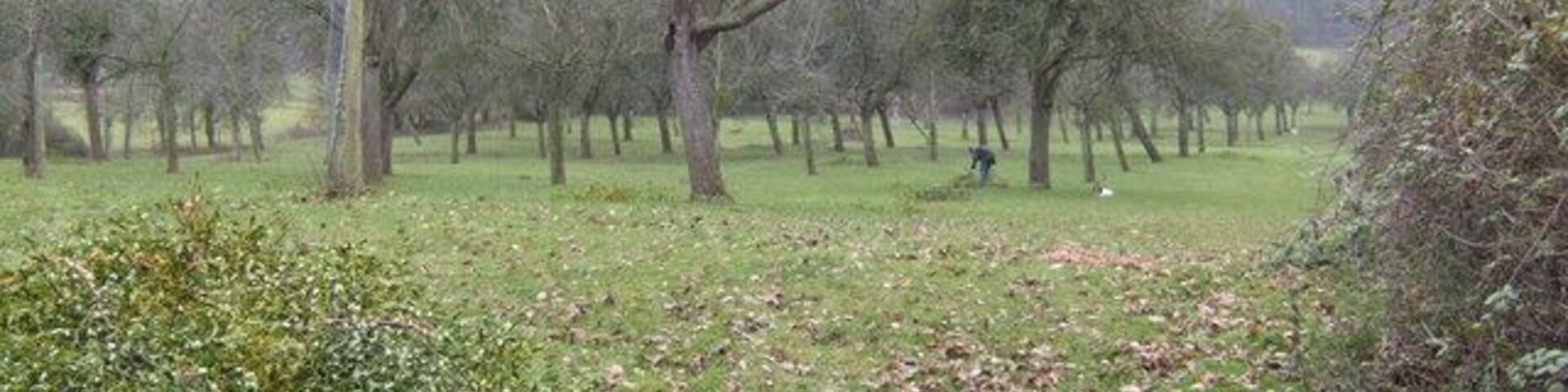 Mistletoe harvest An old cider orchard at Woodbury Farm yields a sustainable cash-crop at this time of year.