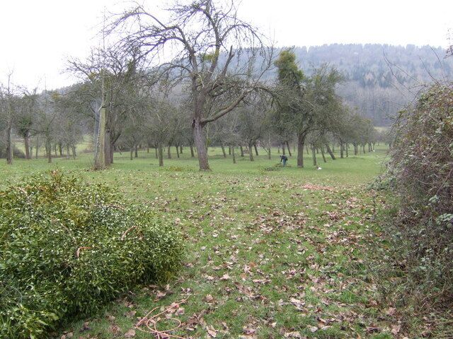 A rural landscape with a field, leaf-covered ground, and trees.