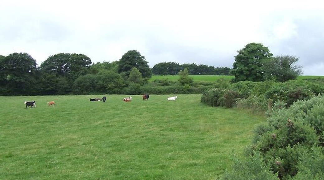 Pasture south of Blaenpennal, Ceredigion