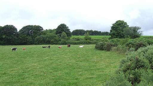 Pasture south of Blaenpennal, Ceredigion