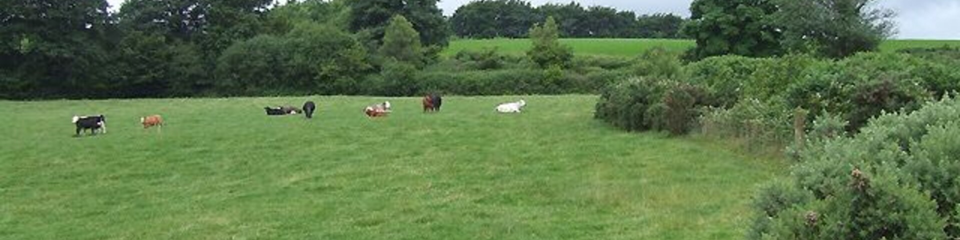 Pasture south of Blaenpennal, Ceredigion
