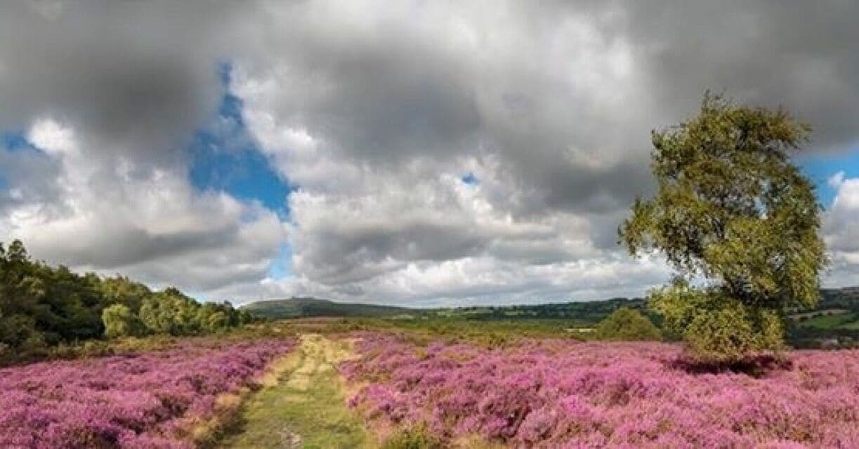 Heather on Titterston Clee