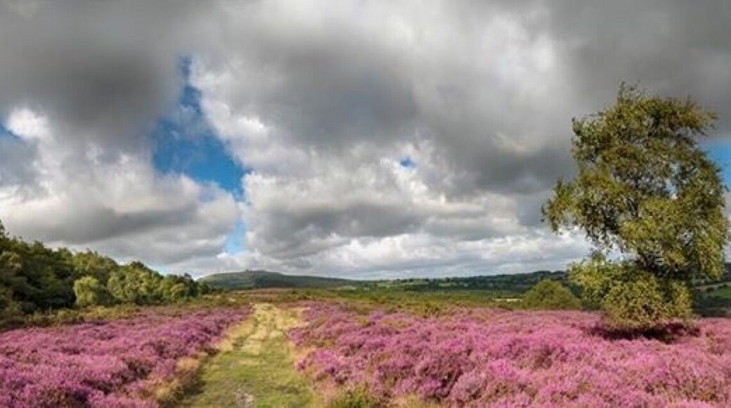 Heather on Titterston Clee
