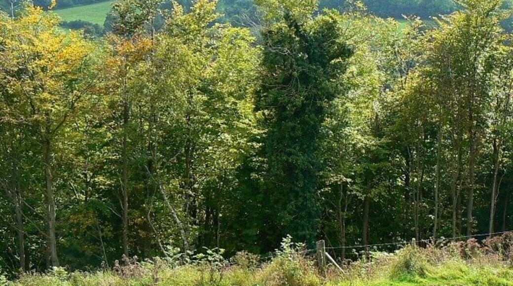 Woodland south of Battlesbury Hill, near Warminster The wooded area is self-seeded. Nature is returning itself to how it would have looked before man started clearing the trees in pre-historic times.
