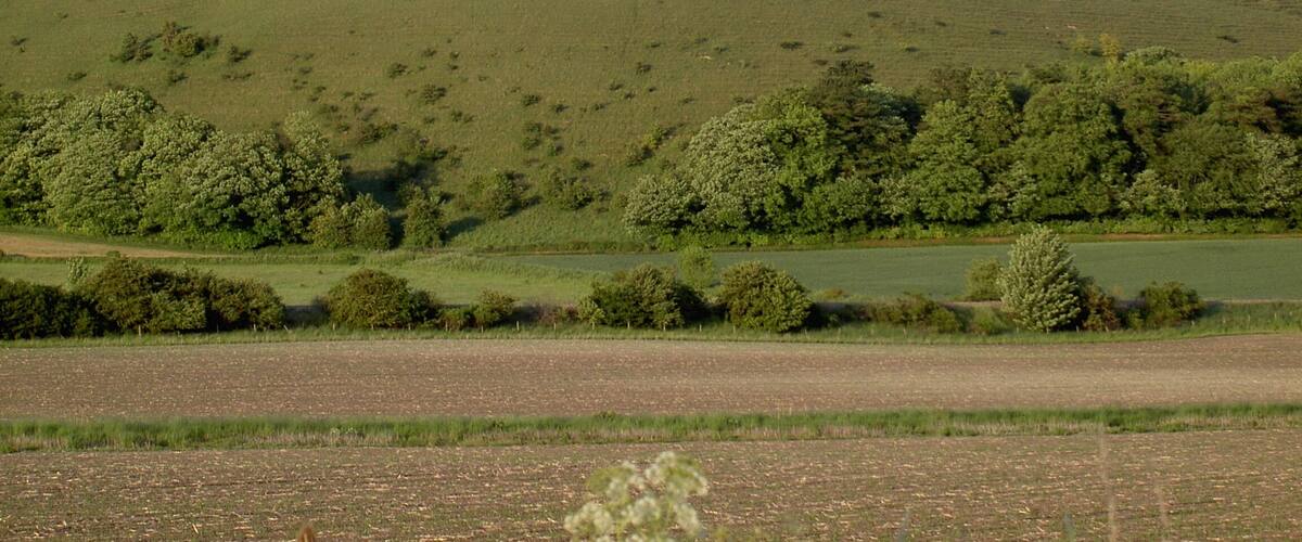 A green hill with trees and a field in the foreground.