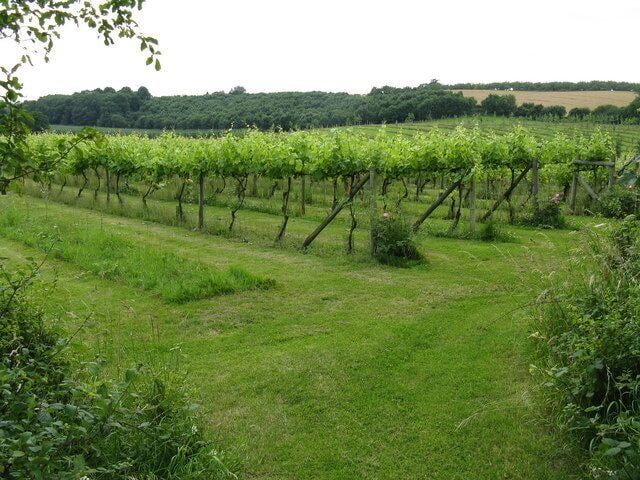Paunton - the vineyard