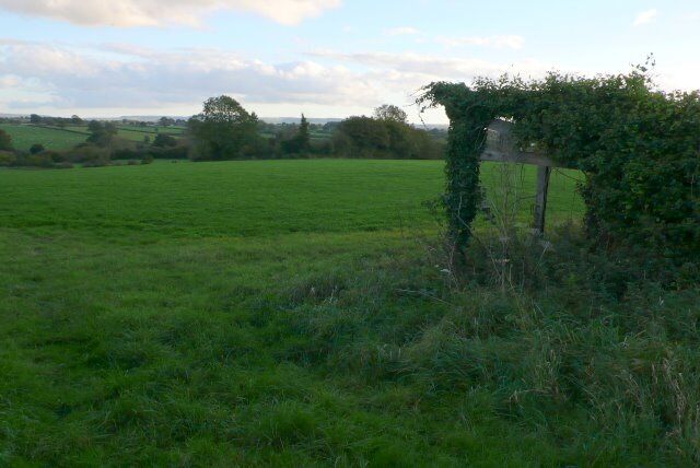 A green field with a stone wall and a tree.