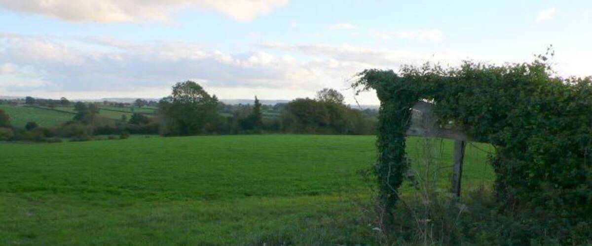 A green field with a stone wall and a tree.