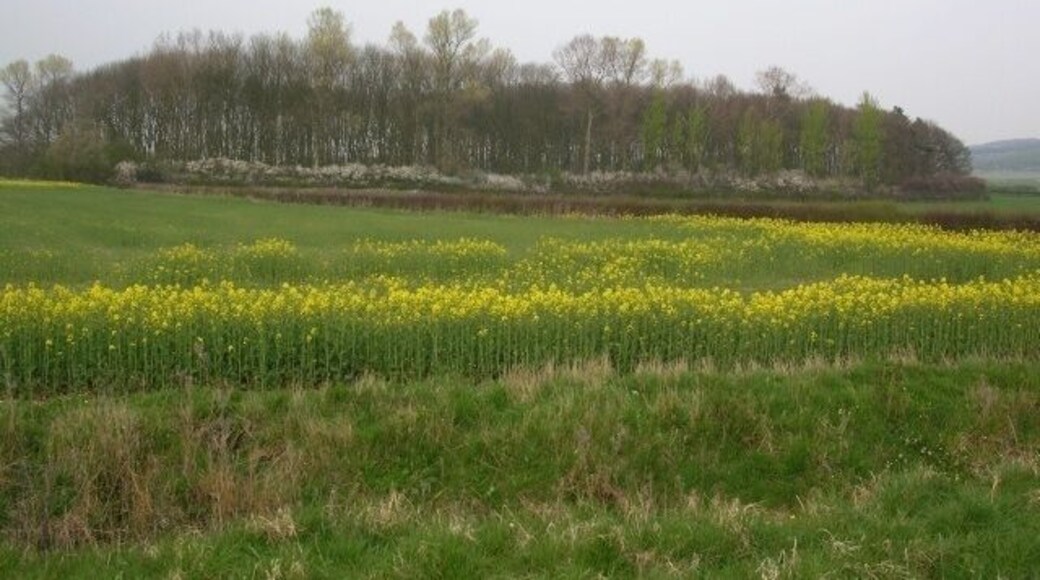 Fox Covert, Bishop Wilton, East Riding of Yorkshire, England. The small wood is called Fox Covert.