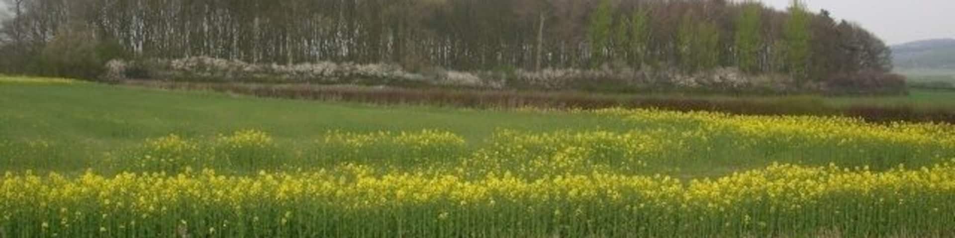 Fox Covert, Bishop Wilton, East Riding of Yorkshire, England. The small wood is called Fox Covert.
