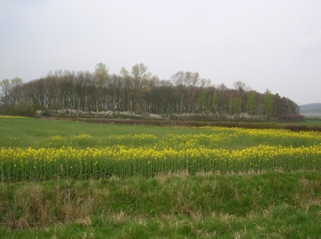 A field of yellow flowers with a line of trees in the background.