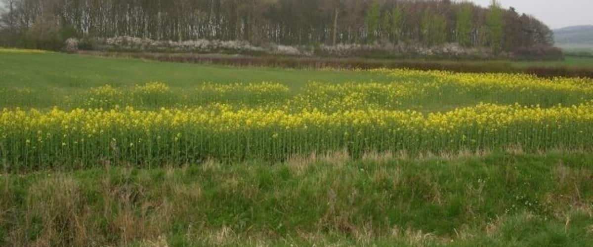 A field of yellow flowers with a line of trees in the background.