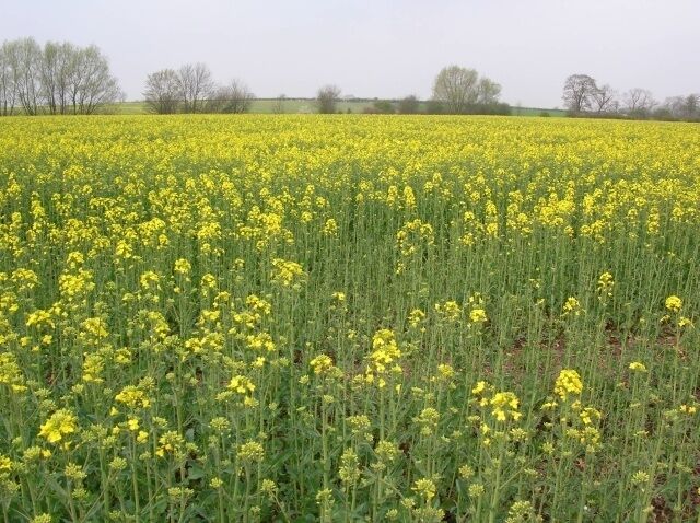 Rape, north east of Gowthorpe, East Riding of Yorkshire, England. Rape growing alongside the bridleway that doesn't quite get to Gowthorpe, but gives way to a footpath instead.