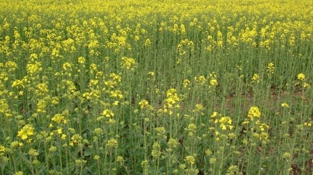 Rape, north east of Gowthorpe, East Riding of Yorkshire, England. Rape growing alongside the bridleway that doesn't quite get to Gowthorpe, but gives way to a footpath instead.