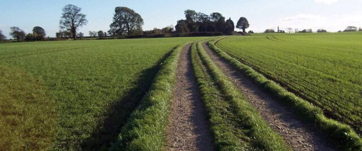 A rural landscape with a dirt path, green fields, and trees in the background.