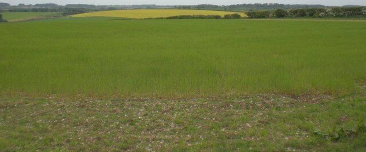 A vast green field with a yellow patch in the distance, under a cloudy sky.