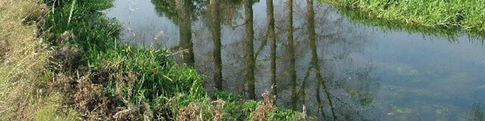 Trees and Reflection in River. This is upstream of Bintree Mill. A road follows the river to the left.