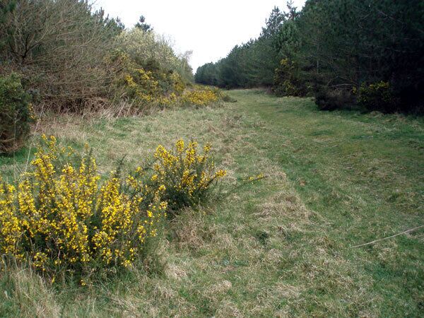 The way in to Bintree Woods