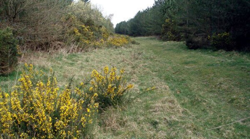 The way in to Bintree Woods