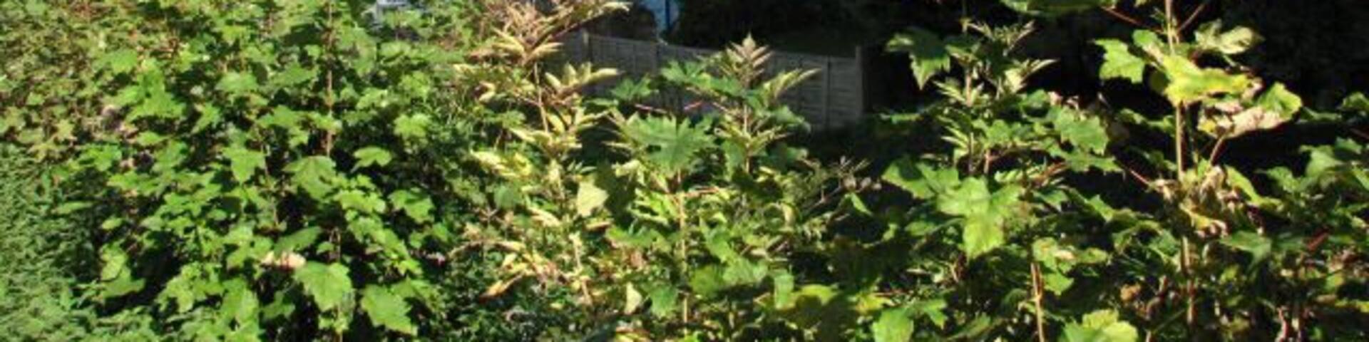 View towards house in Church Lane The view is from the churchyard of St Peter's church.