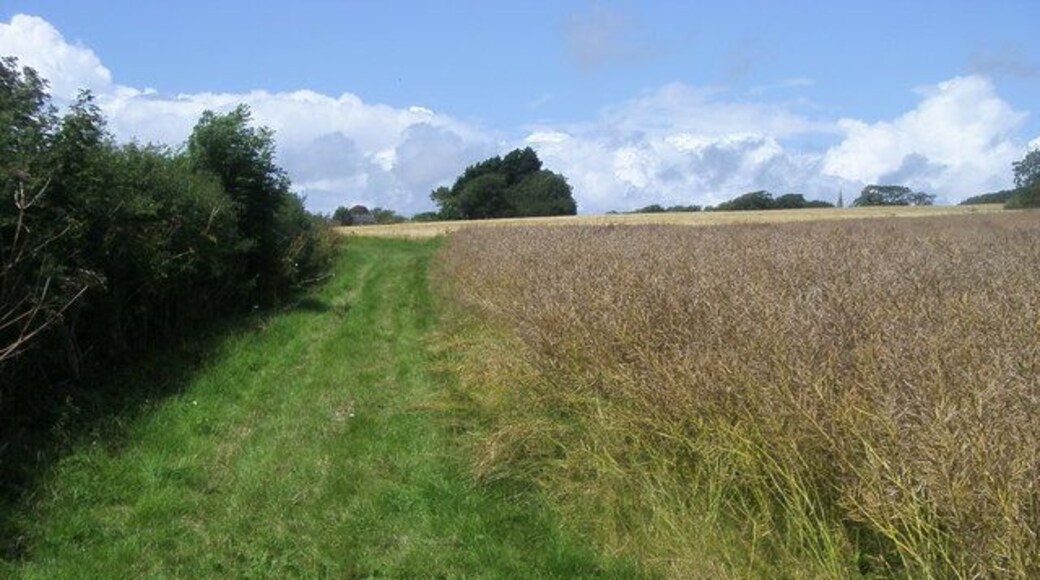 Avon Estuary Walk The Avon estuary walk cuts to the right between the crops. In the far distance yoy can just see the spire of Bigbury church.