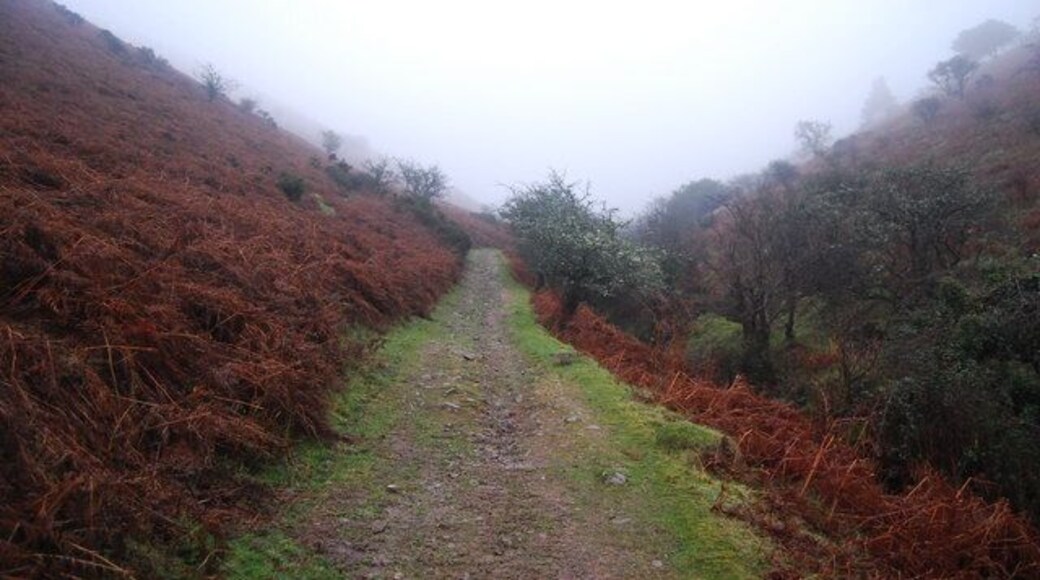Macmillan Way West, Bicknoller Combe