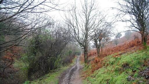 Macmillan Way West, Bicknoller Combe