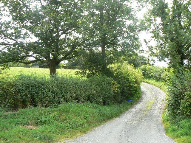 A narrow gravel path surrounded by lush greenery and trees.
