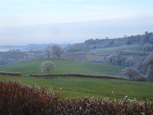 Pasture near Garth I think a dog being walked along the road had spooked the sheep which moved off in a vee formation.
