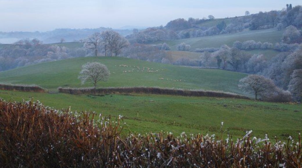 Pasture near Garth I think a dog being walked along the road had spooked the sheep which moved off in a vee formation.
