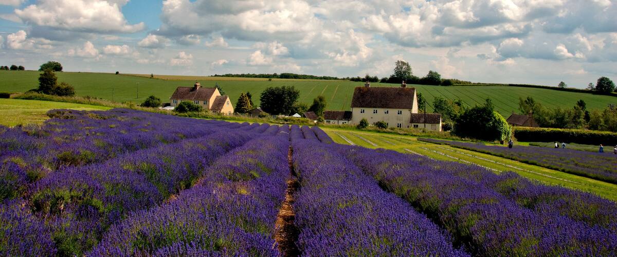 A lavender field, a row of houses, and a cloudy sky.
