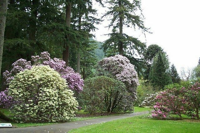 Un jardín con varios árboles en flor y un camino empedrado.