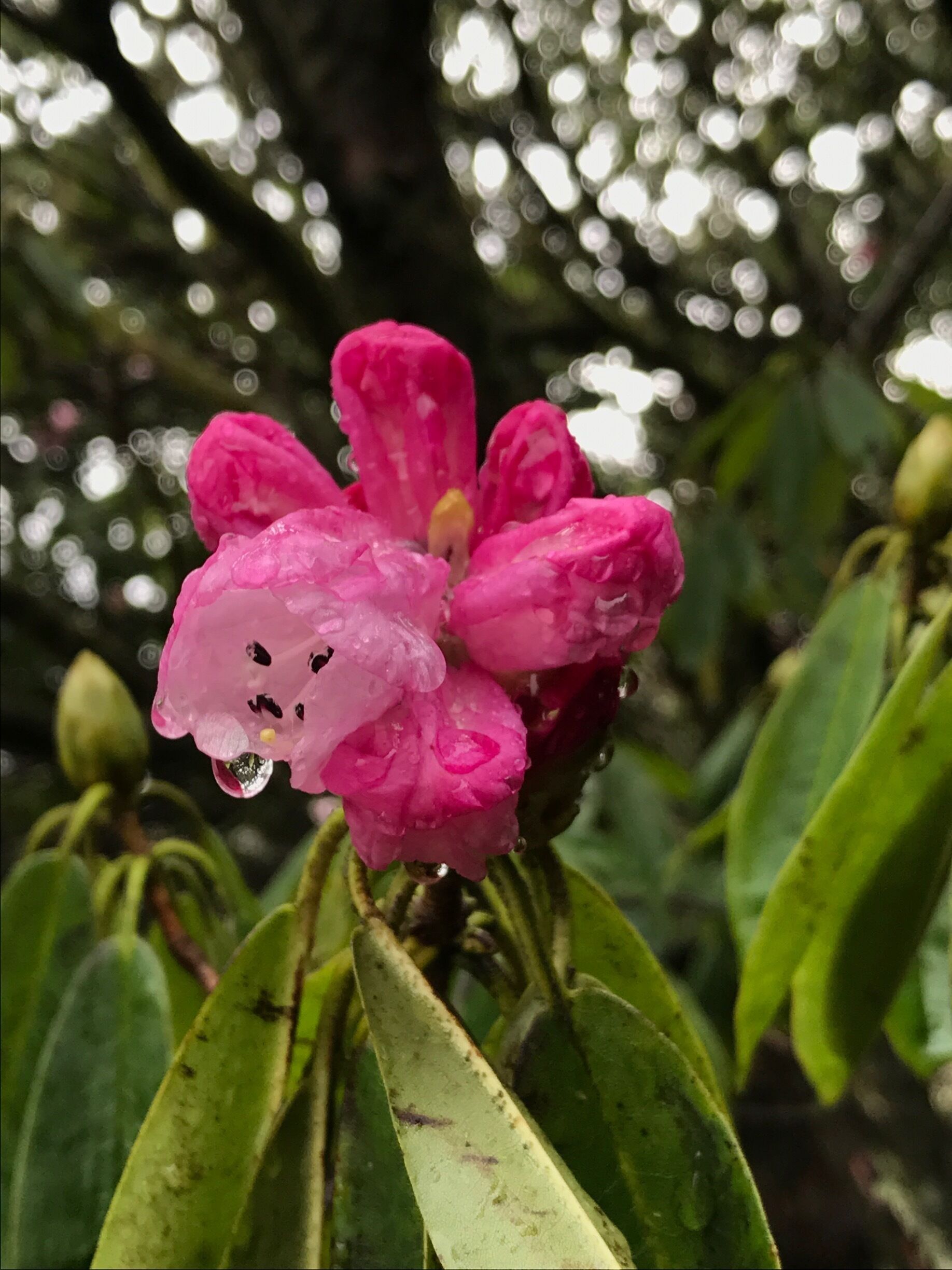 Rhododendron with the rain dripping off it. Lots of plants from all over the world here. Will need to come back in different seasons to see them all. 