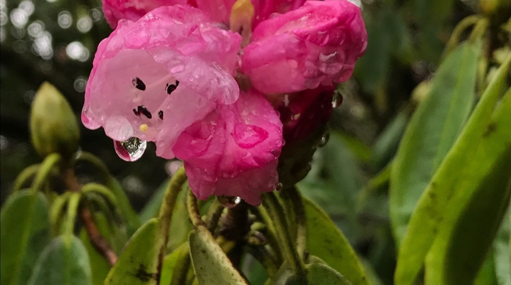 Rhododendron with the rain dripping off it. Lots of plants from all over the world here. Will need to come back in different seasons to see them all.