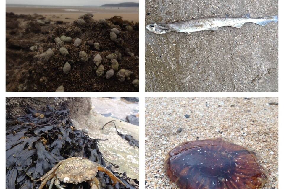 Una playa rocosa con algas marinas, un cangrejo y una medusa.