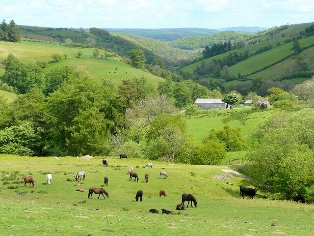 A variety of livestock Horses, cattle and sheep on the eastern flank of Banc Gorddwr. Ddol can be seen at the head of the upper Teme (Tefeidiad) valley. Viewed from the B4355.